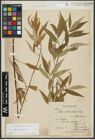 Foto von Salix alba L. x Salix fragilis L.